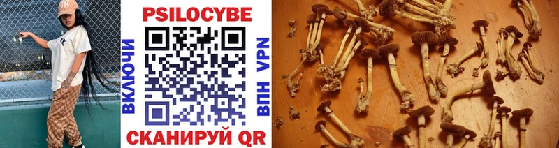 Псилоцибиновые грибы Cubensis Новодвинск